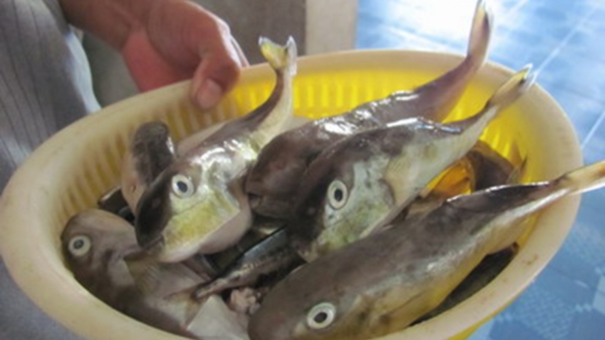 Vợ chồng bị ngộ độc do ăn cá nóc ở Lâm Đồng đã được cứu sống